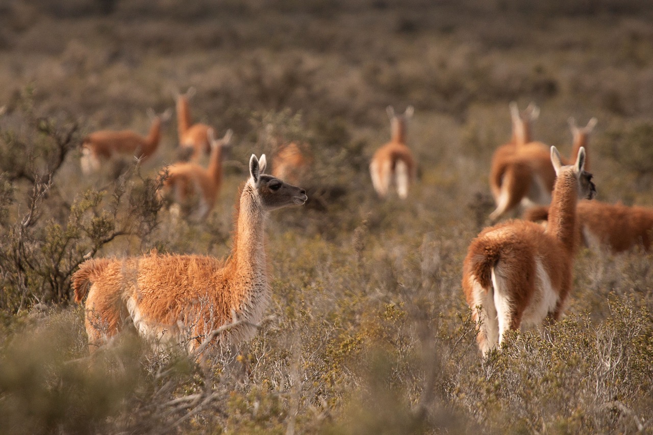 ARG guanacos en la Patagonia credito Belen Etchegaray
