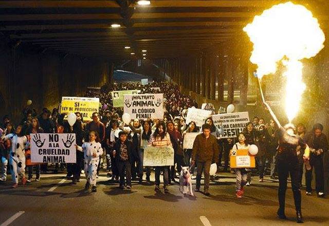maltrato-animal
