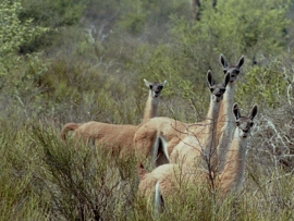 Hoy se celebra el Día Internacional del Guanaco para promover la conservación de la especie