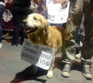 Perro en movilización de Cochabamba,