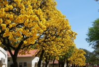 El peatón pasea, no sólo pasa por el centro cruceño