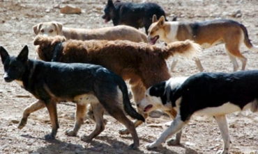 En Bolivia hay un perro por cada cuatro habitantes