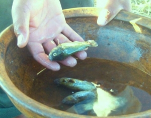 Qarachi, pez del Titicaca.