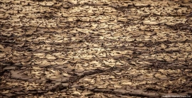 Planeta Bolivia-Tierra: ¿Somos un país depredador?