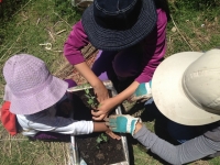 Granjeros urbanos, un proyecto que madura en Cotahuma