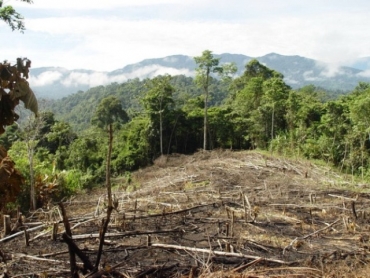 Bolivia incluye deforestación ilegal cero para 2020 en su oferta dentro de la COP21